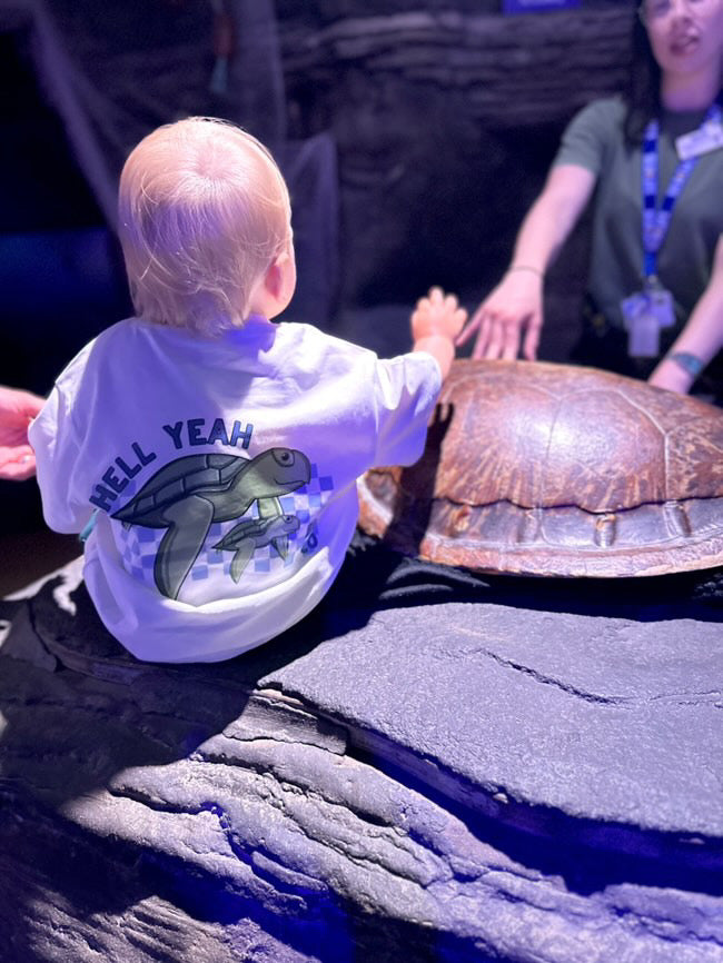 Turtle